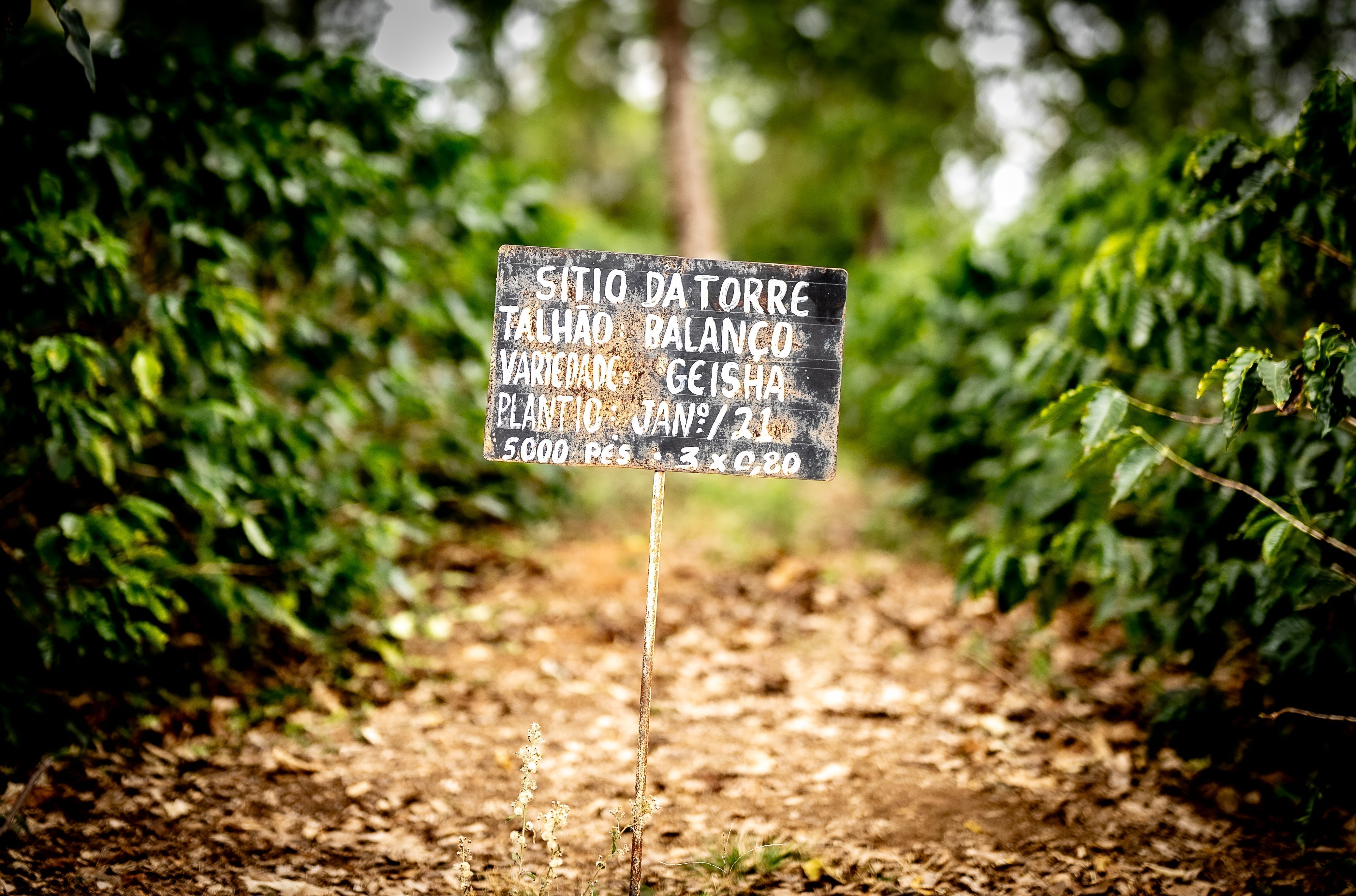 Microlot Coffee